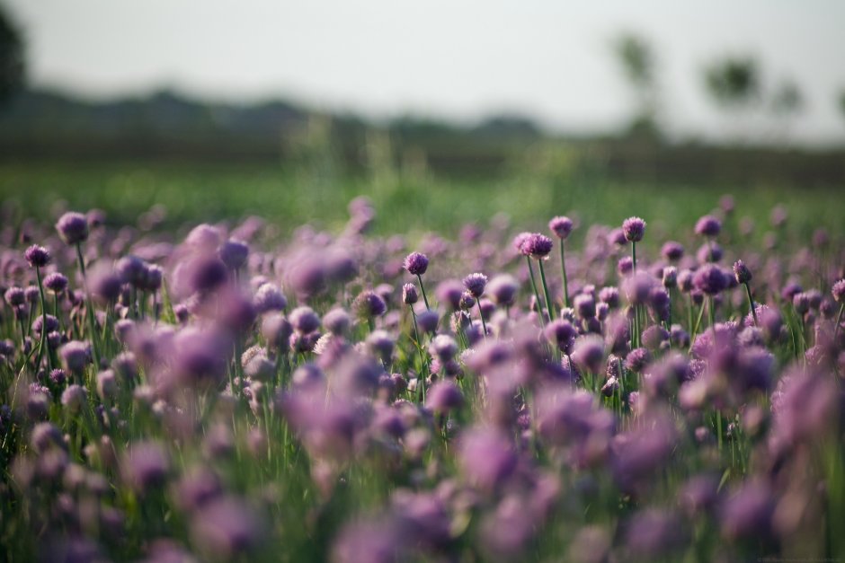 Мелкие фиолетовые цветочки в поле