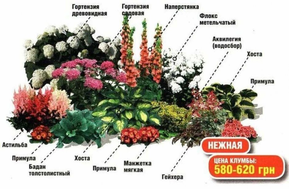 Схема клумбы с гортензией метельчатой