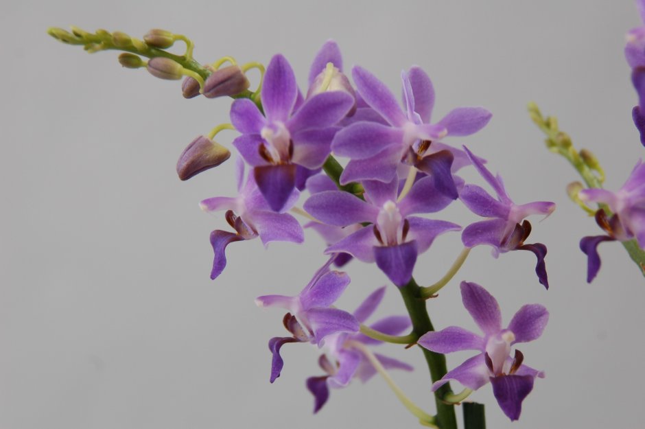 Doritaenopsis Purple