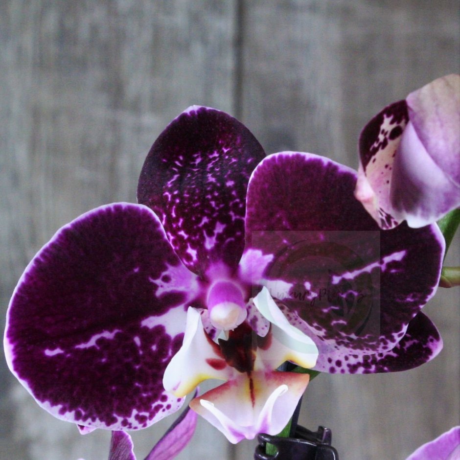 Фаленопсис Moth Orchid