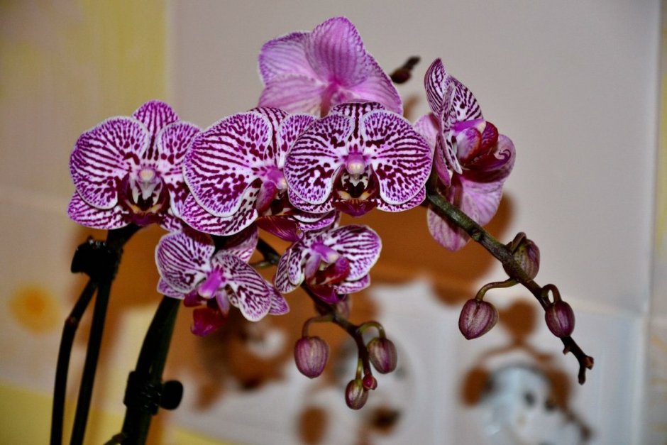 Орхидея Phalaenopsis