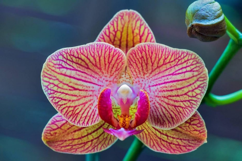 Орхидея Phalaenopsis