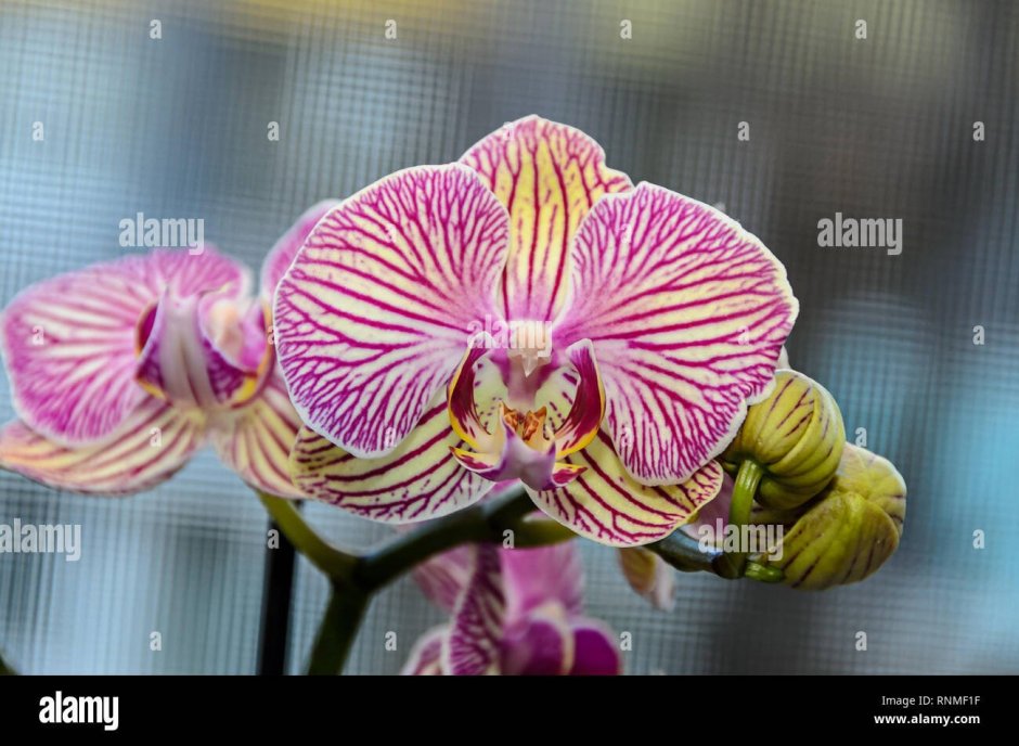 Орхидея Phalaenopsis розовая полосатая