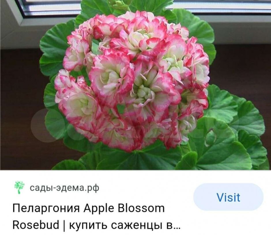 Пеларгония Appleblossom Rosebud