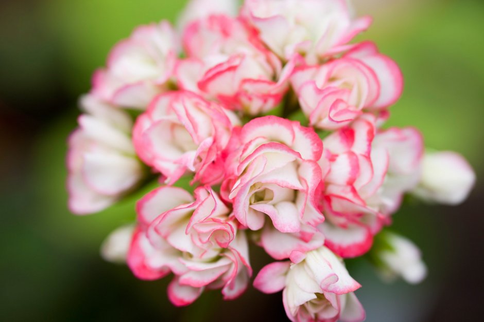 Пеларгония Pink rambler Rosebud