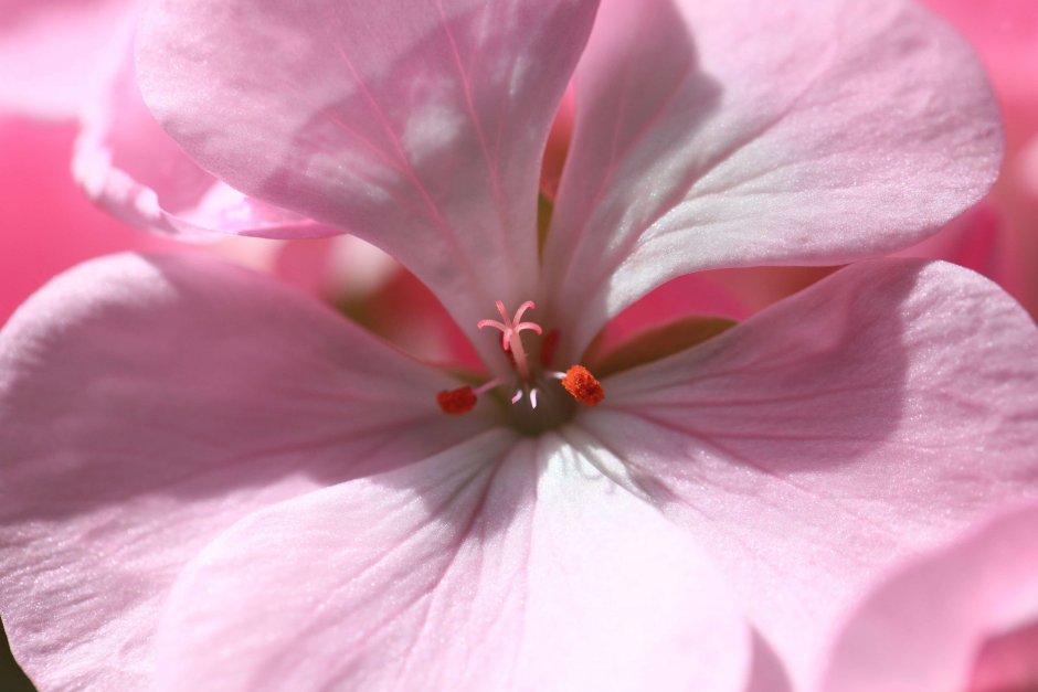 Пеларгония Apple Blossom