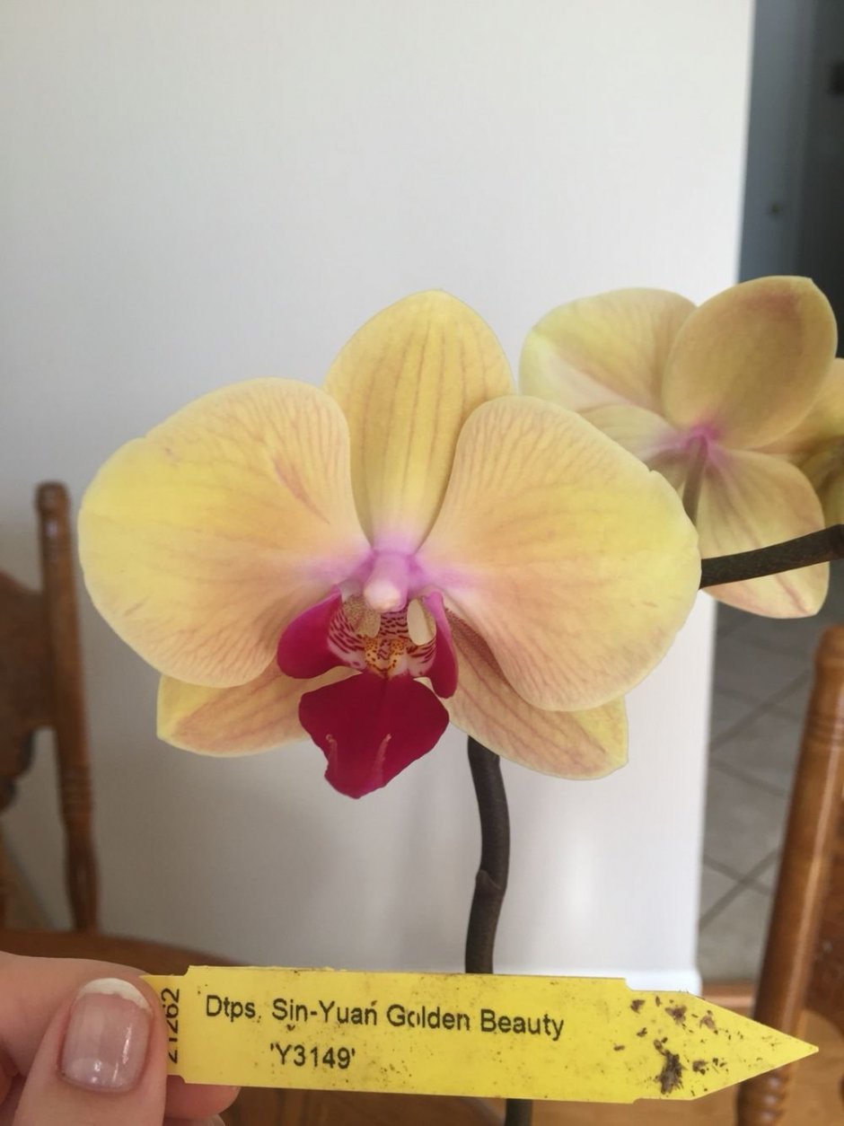 Фаленопсис Phal. Golden Beauty