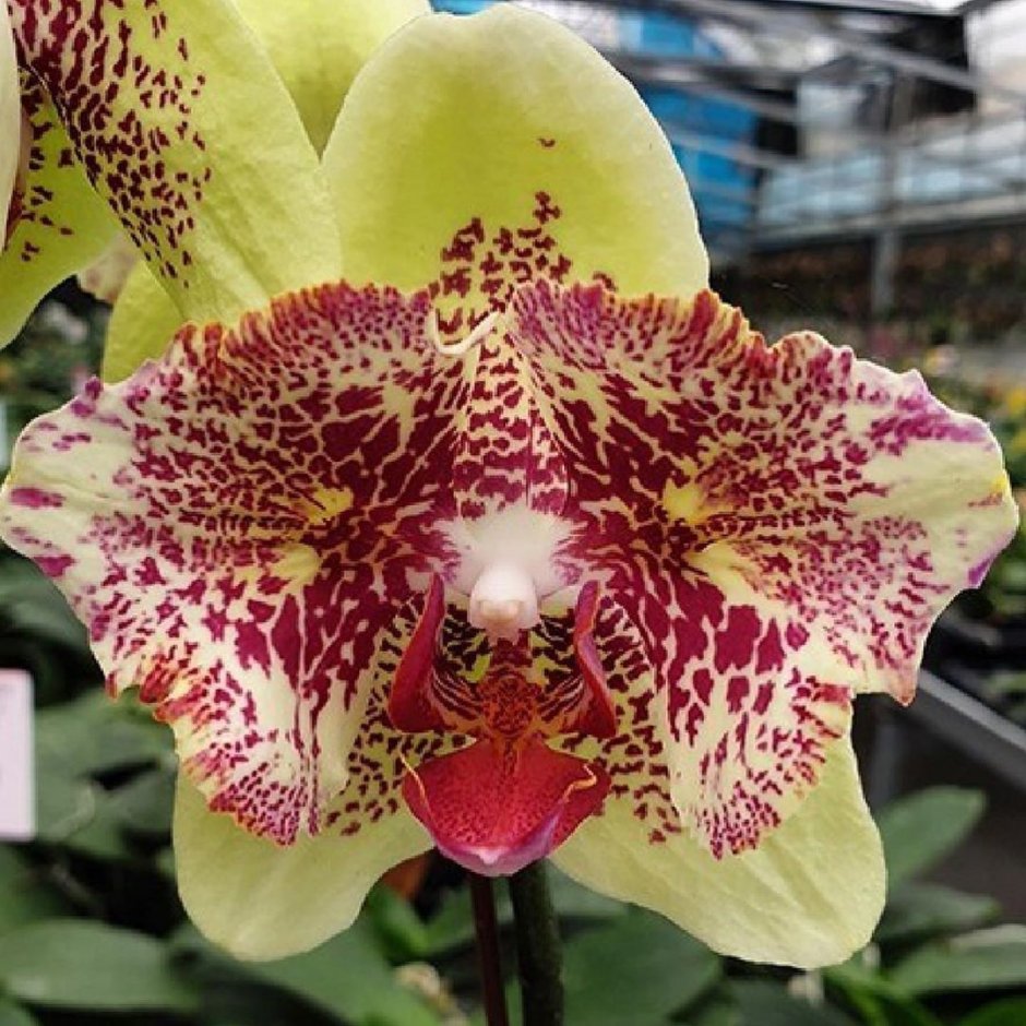 Фаленопсис Орхидея Astral