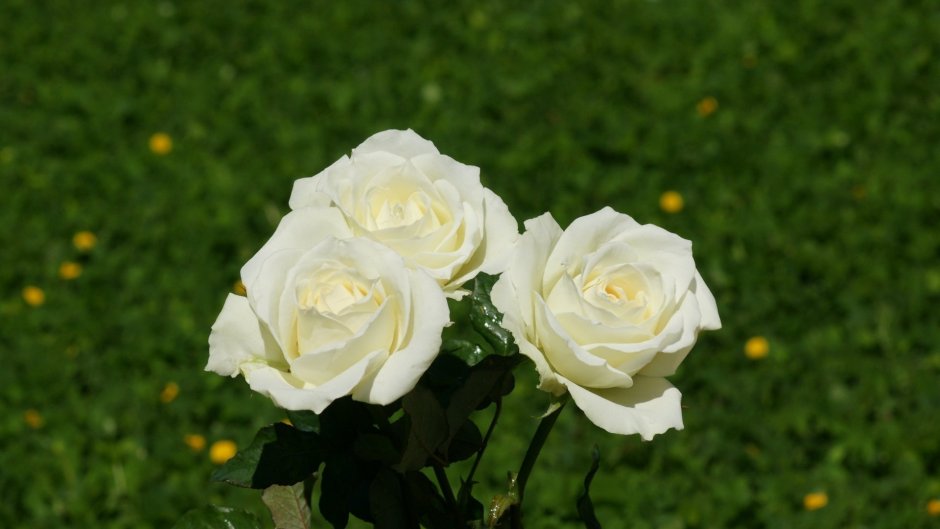 Роза бордюрная белая
