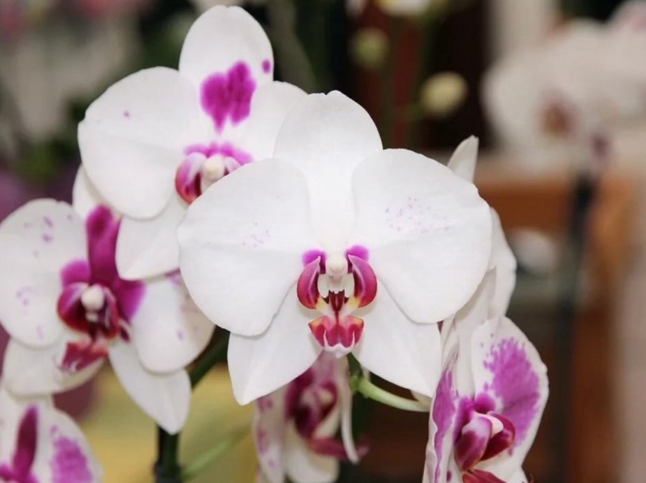 Орхидея Phalaenopsis Katrina