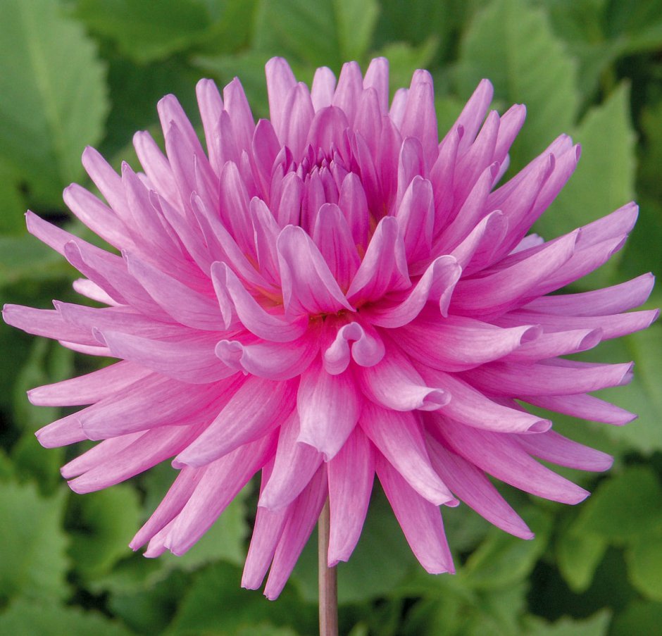 Георгина Dahlia Cactus