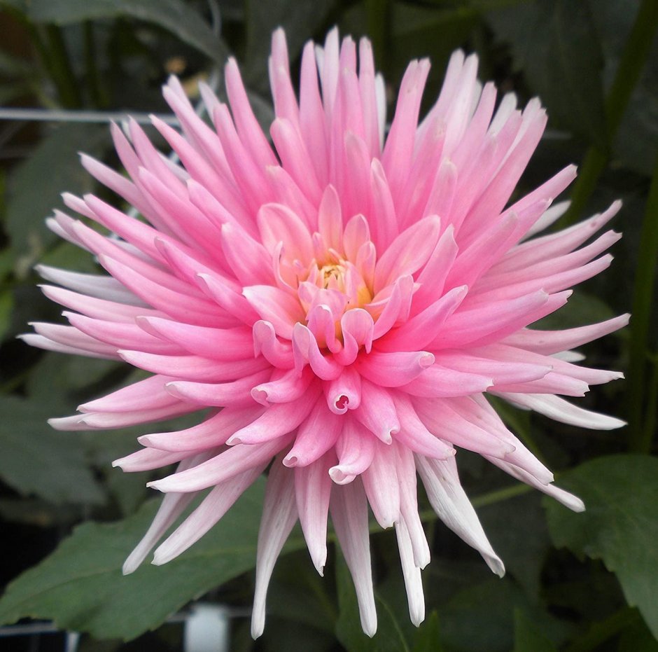 Георгина Dahlia Cactus