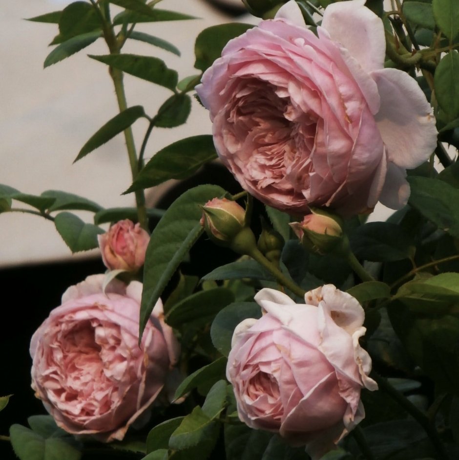 Сорт розы тсумуги