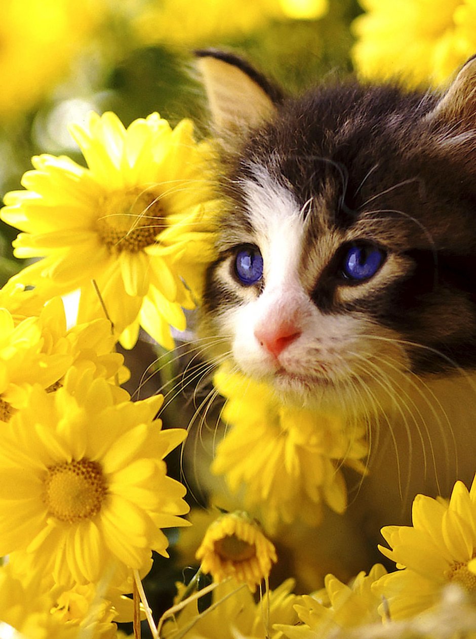 Котятки в цветах