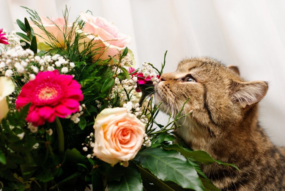 Котята пушистые с цветами