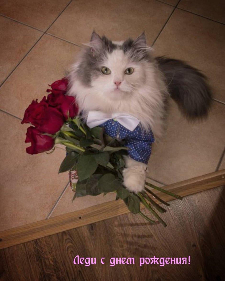 Котик дарит цветочек