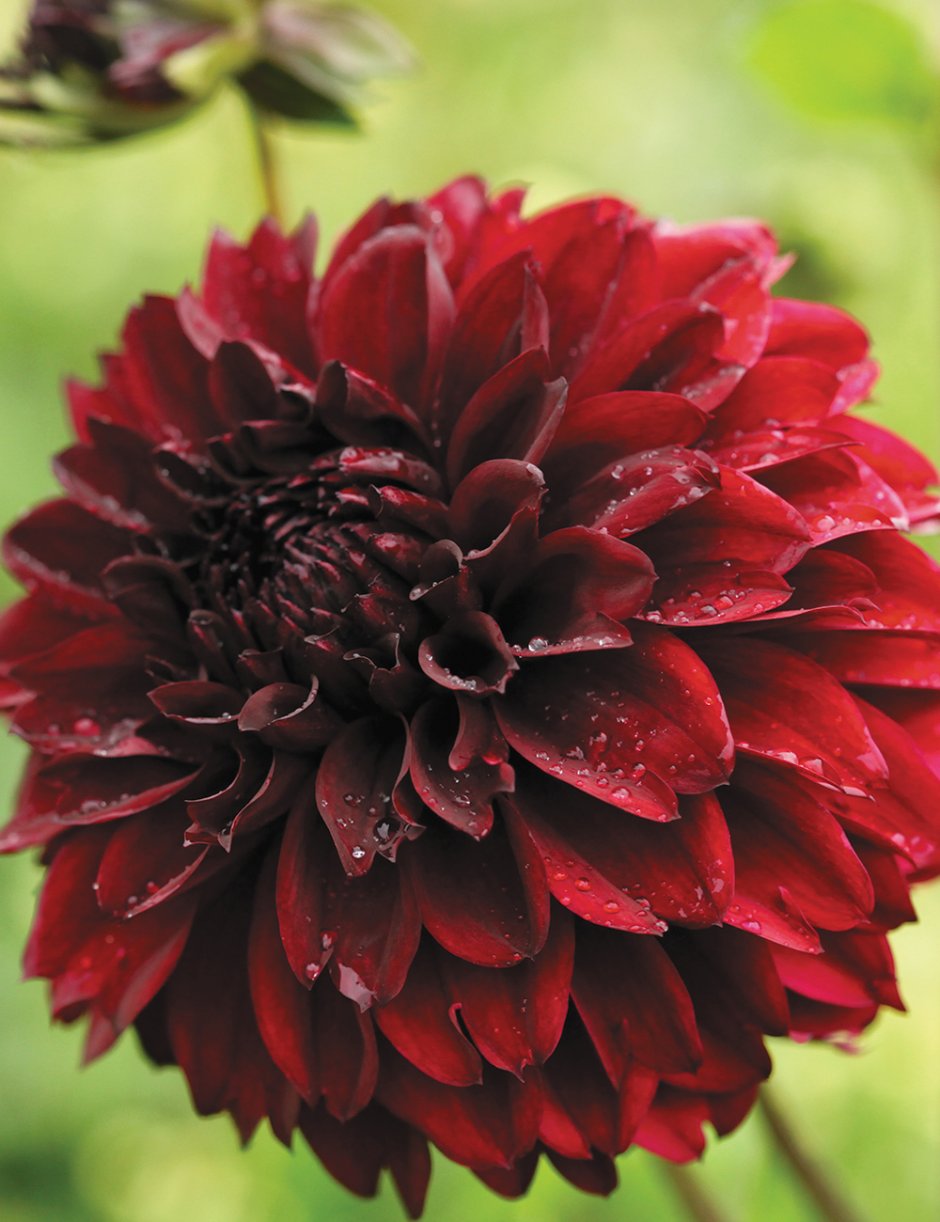 Георгина Dahlia Gallery Bordeaux, Dark Red