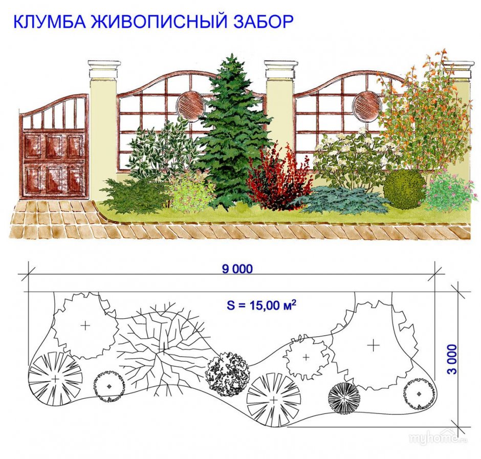 Миксбордер из хвойных и кустарников схемы вдоль забора