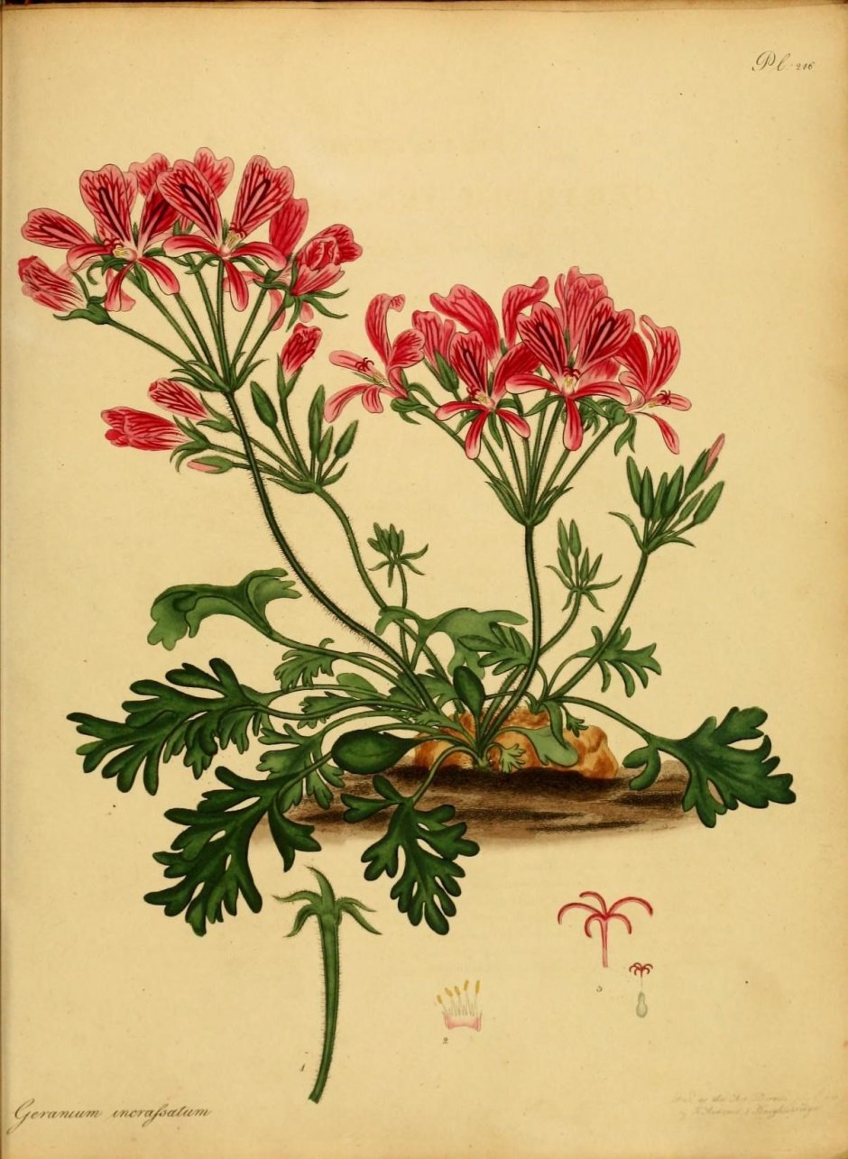 Пеларгония душистая Ботаническая иллюстрация