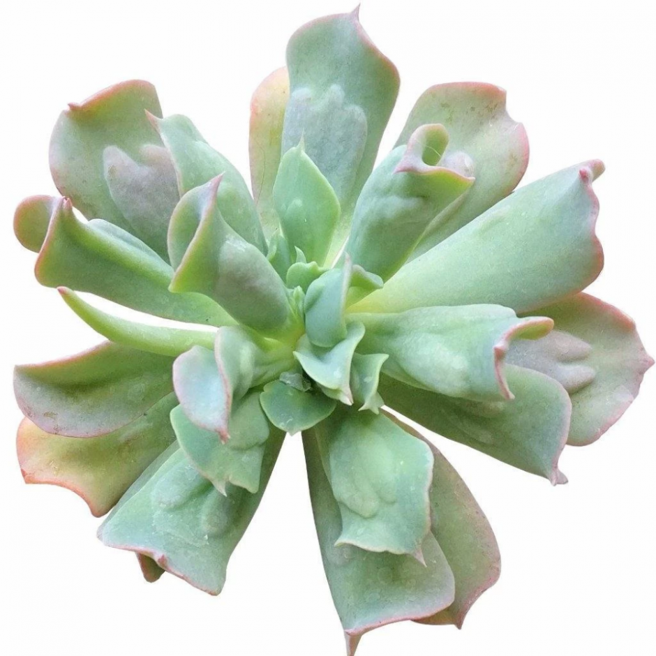 Echeveria Culibra