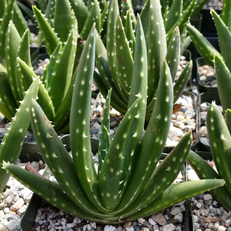 Алоэ лонгистила (Aloe longistyla)