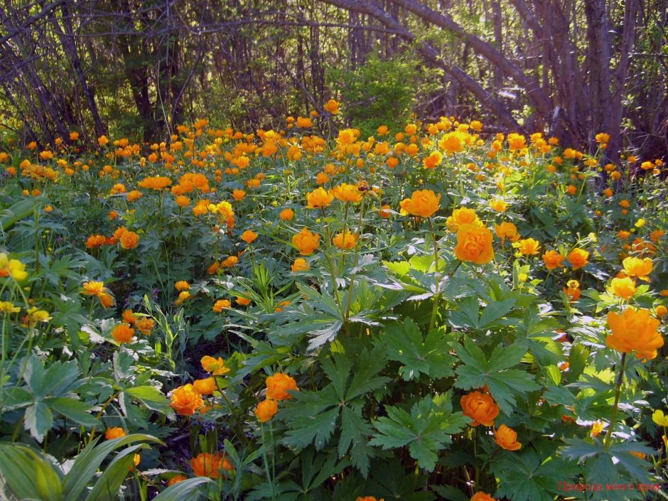 Купальница азиатская