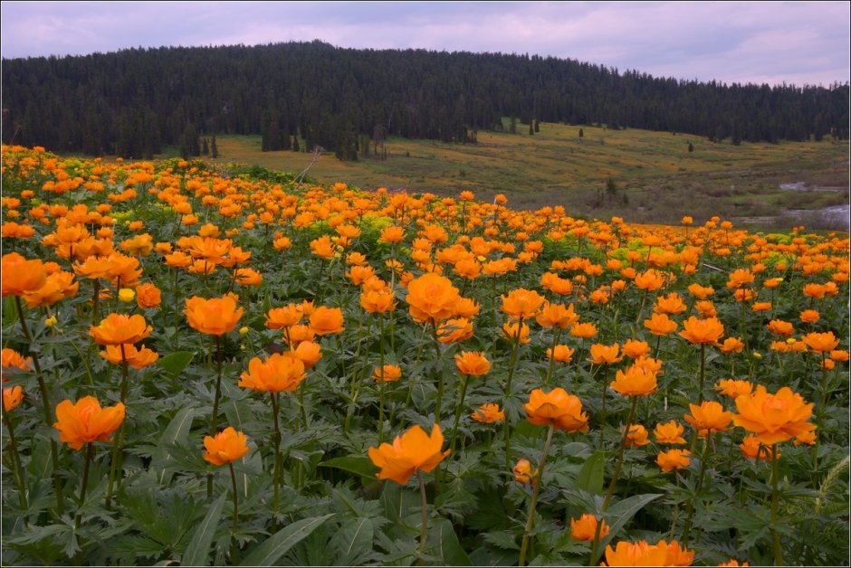 Купальница Алтайская огоньки жарки