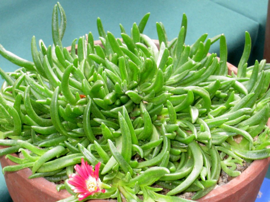 Ice Plant