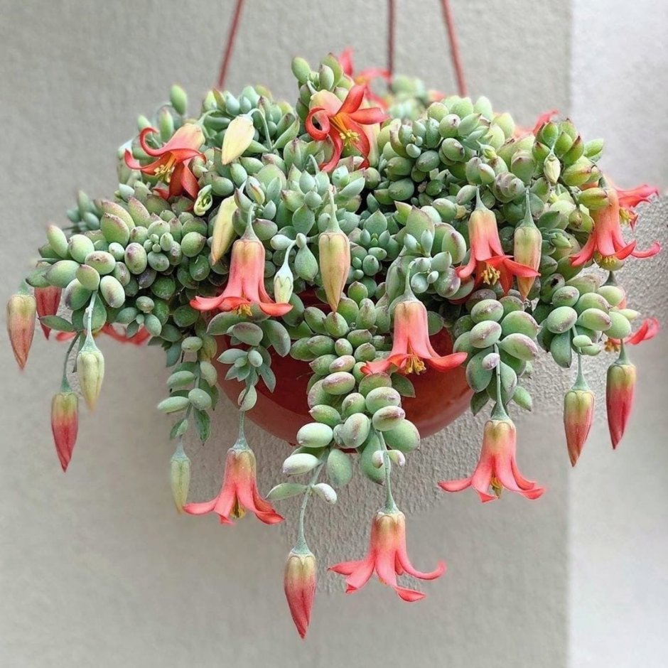 Cotyledon pendens Котиледон подвешенный