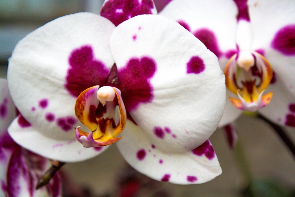 Пятнистая Орхидея фаленопсис