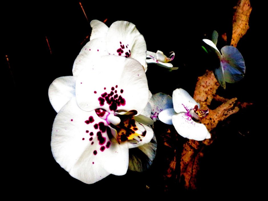 На лепестках орхидеи пятнышки