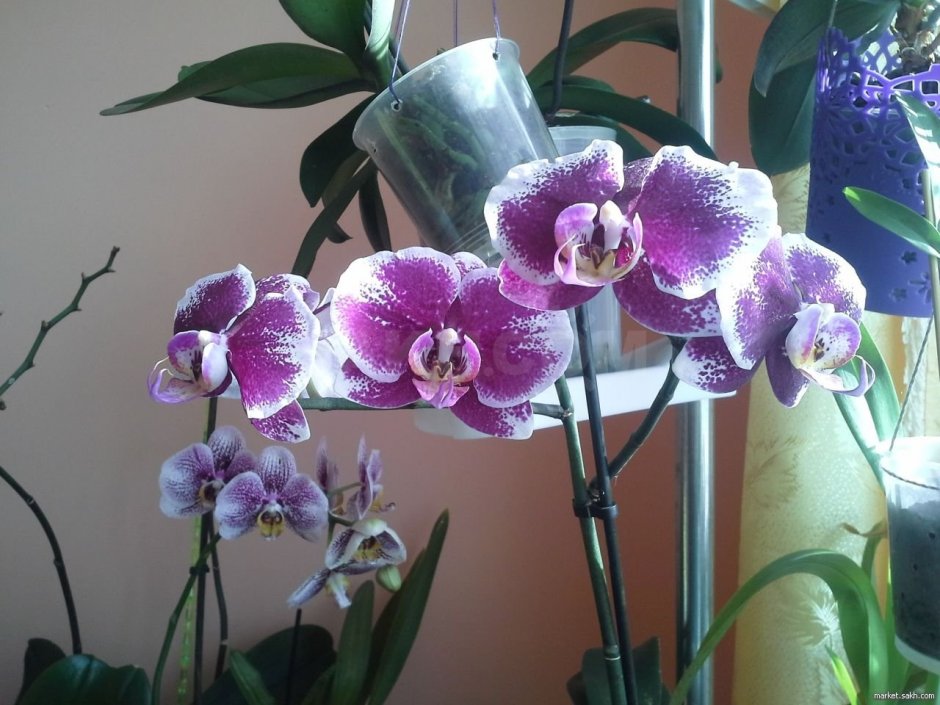 Оби орхидеи гтршое