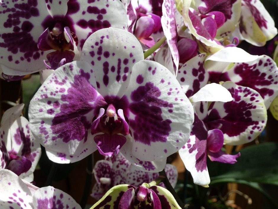 Орхидея фаленопсис Пурпл Рейн