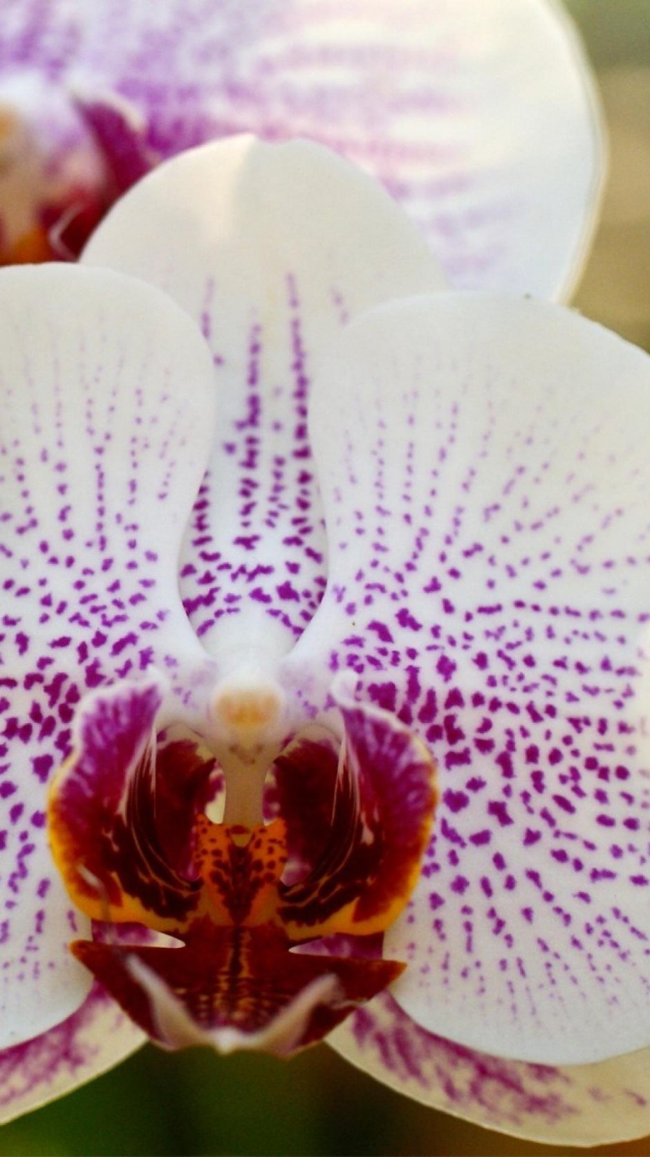 Белые орхидеи с сердечками