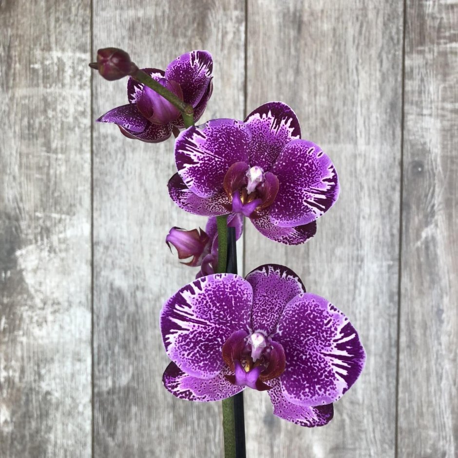 Могут ли быть фиолетовые листья у белой орхидеи