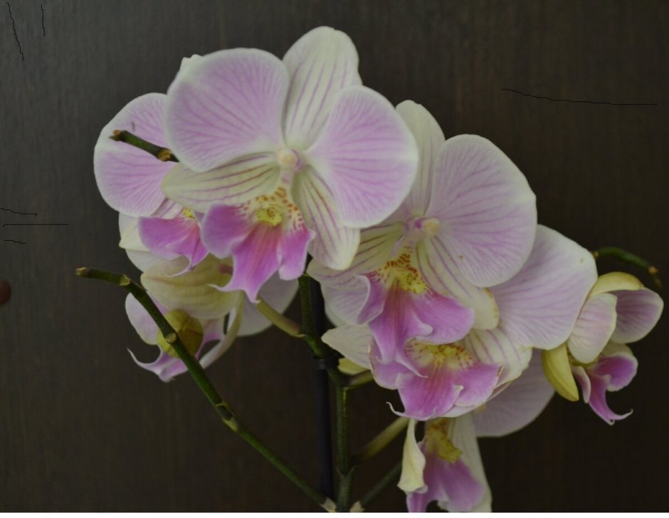 Phal Allura exotic Dancer Орхидея