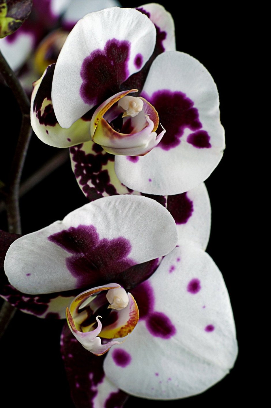 Орхидея белая с фиолетовыми прожилками