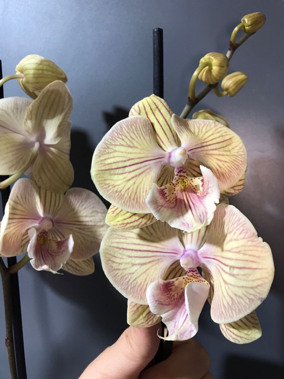 Орхидея Биг лип Пуаро