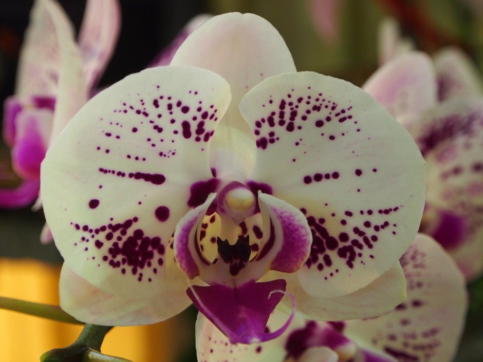 Белая орхидея с фиолетовыми пятнами