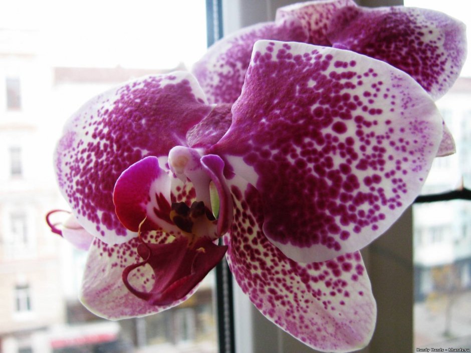 Орхидея в точечку