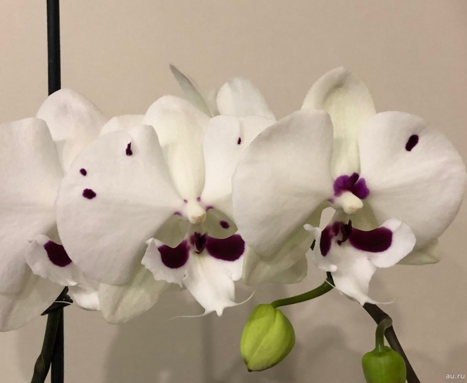 Орхидея фаленопсис Биг лип Леонтин