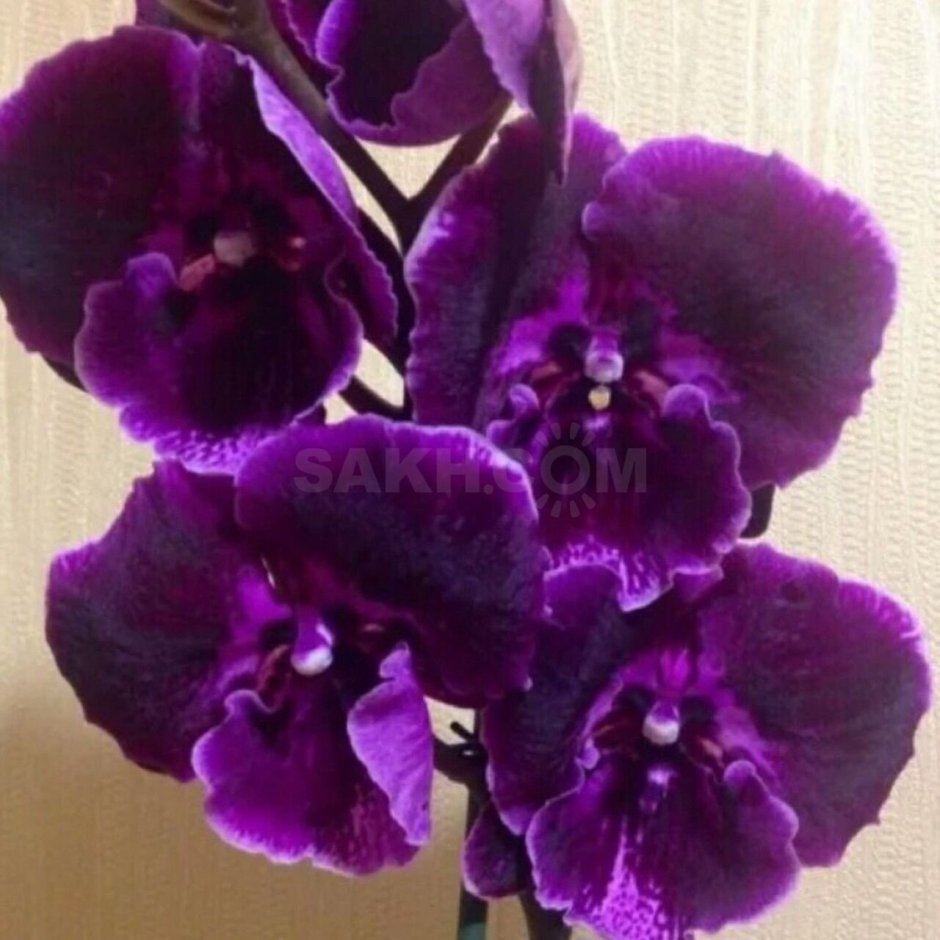 Орхидея Фламенко