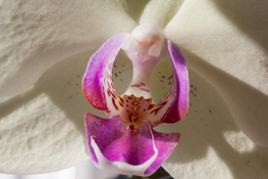 Сиреневая крапчатая Орхидея