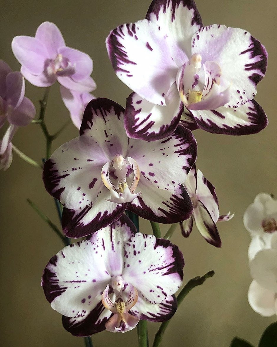 Тигровые орхидеи фаленопсис