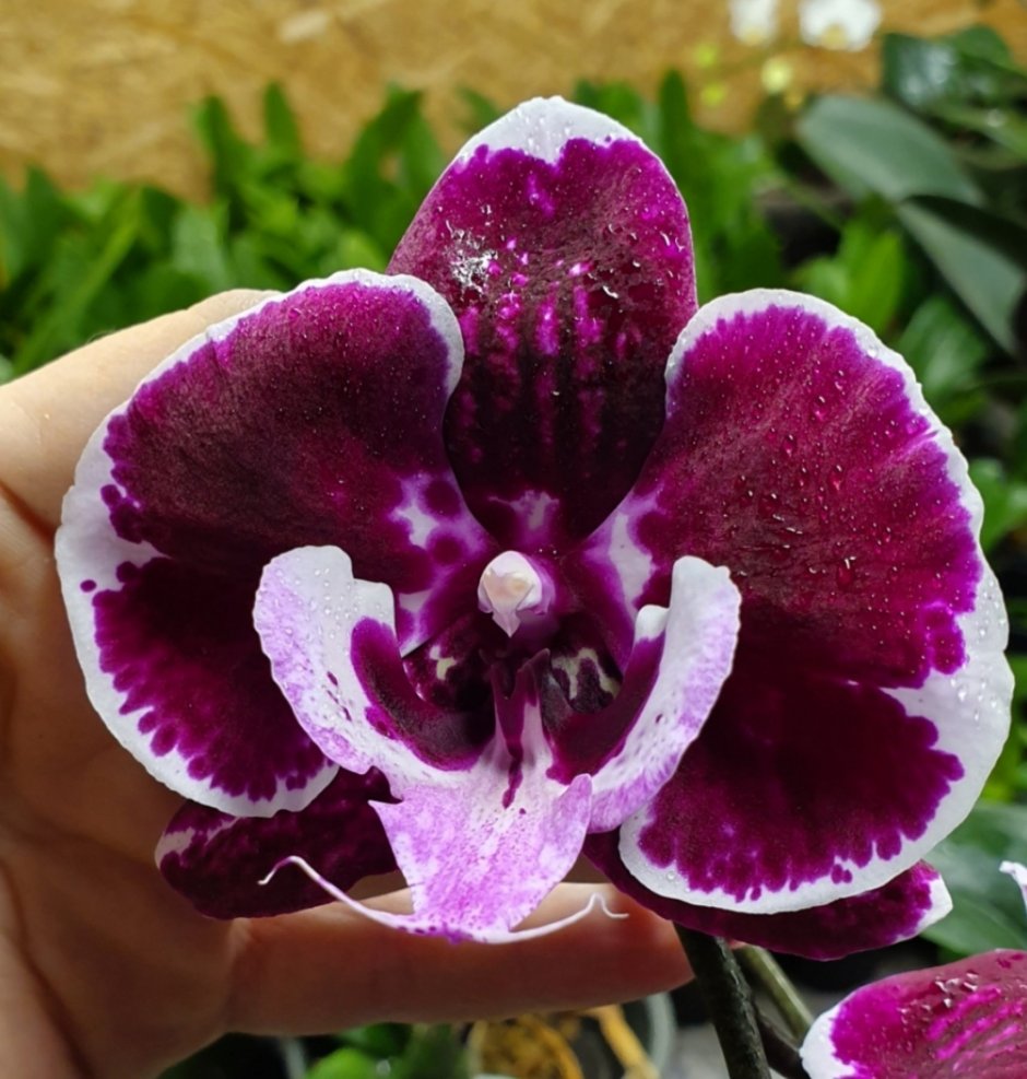 Орхидея Wine Velvet, big Lip