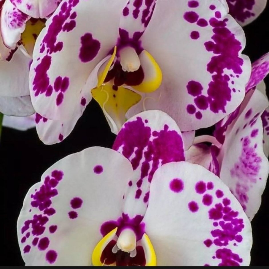 Орхидея белая в фиолетовую крапинку