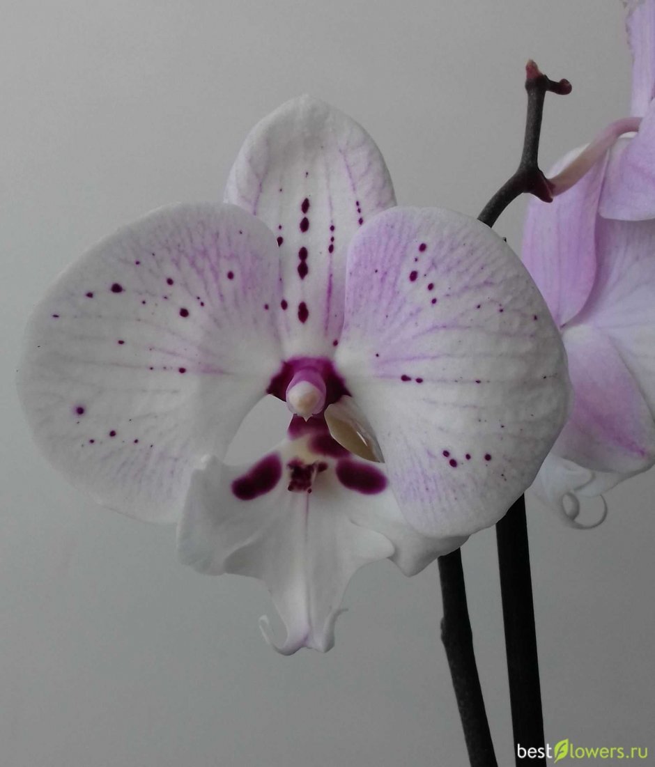Орхидея Arwen 3