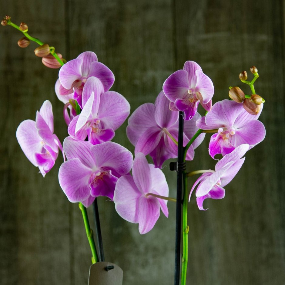 Sparkling Kizz Орхидея
