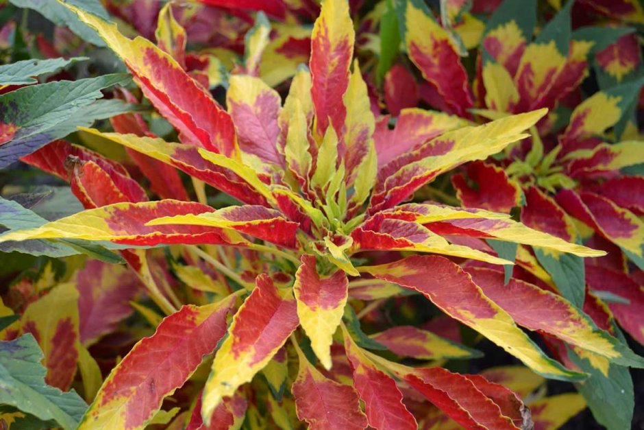 Amaranthus Tricolor Амарант трехцветный
