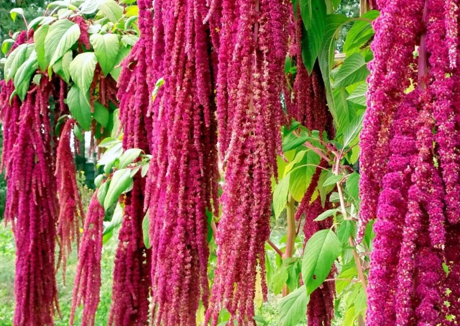 Амарант хвостатый (Amaranthus caudatus)